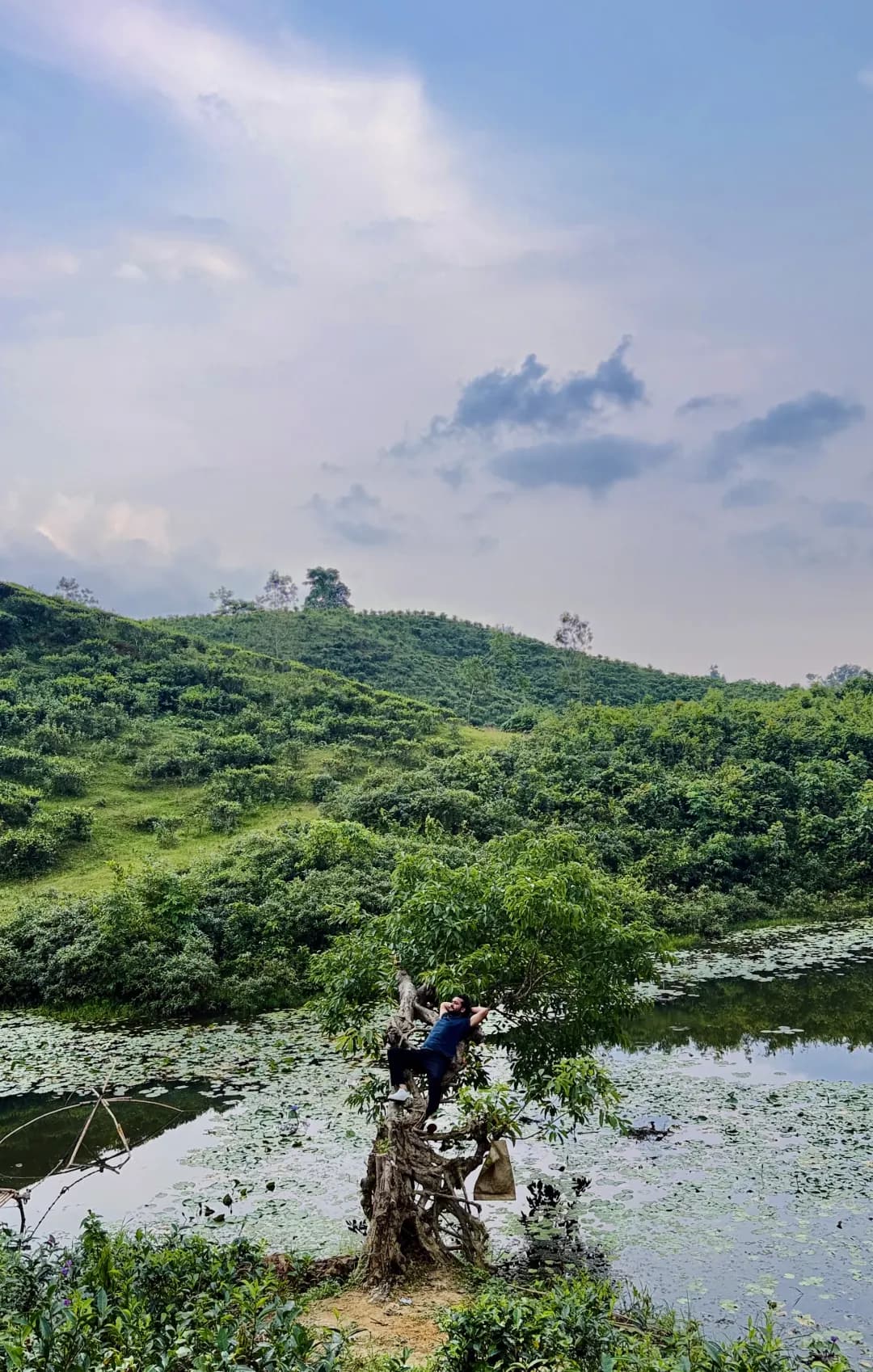 Tea country hills and a lily pond in Sreemangal