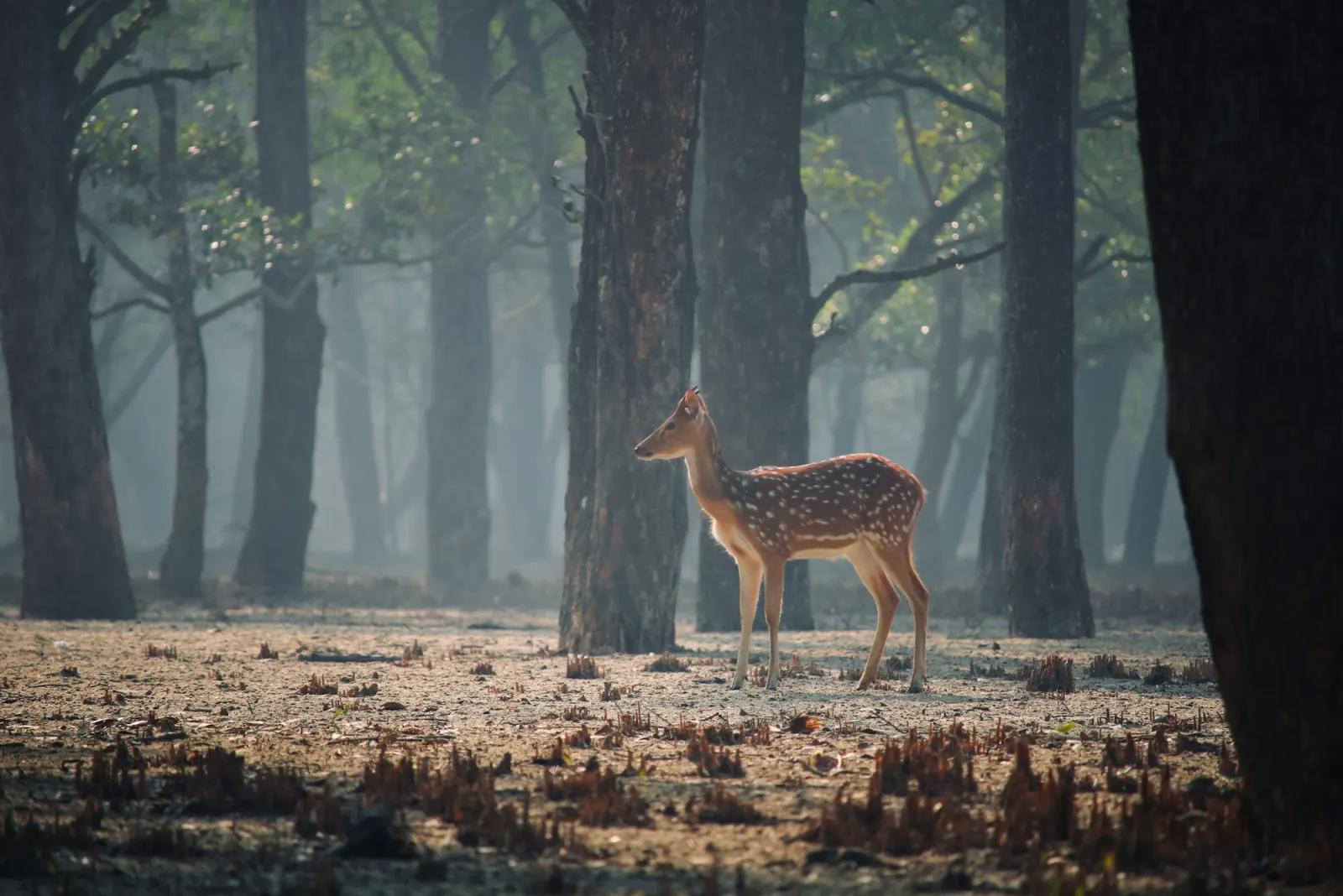 Spotted deer standing among trees in the Sundarbans mangrove forest during the Sundarbans Tour