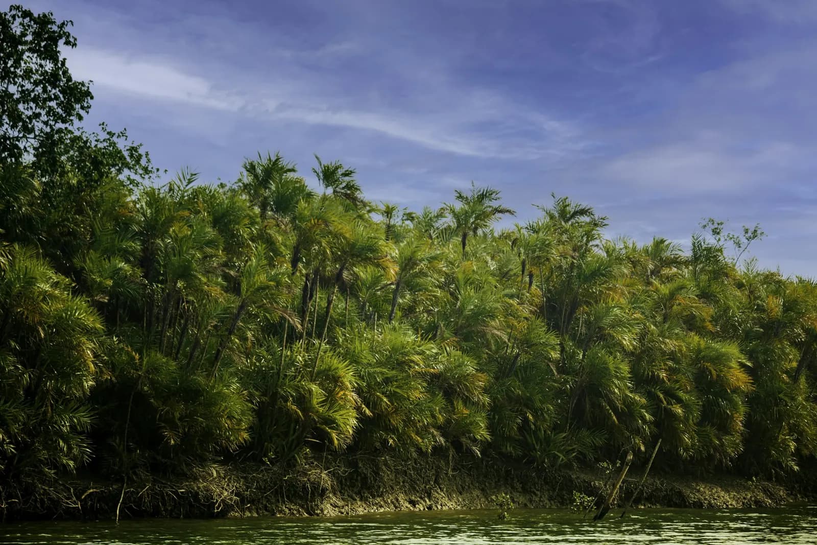 Green mangrove forest beside a Sundarbans waterway, regional travel context for Kotka