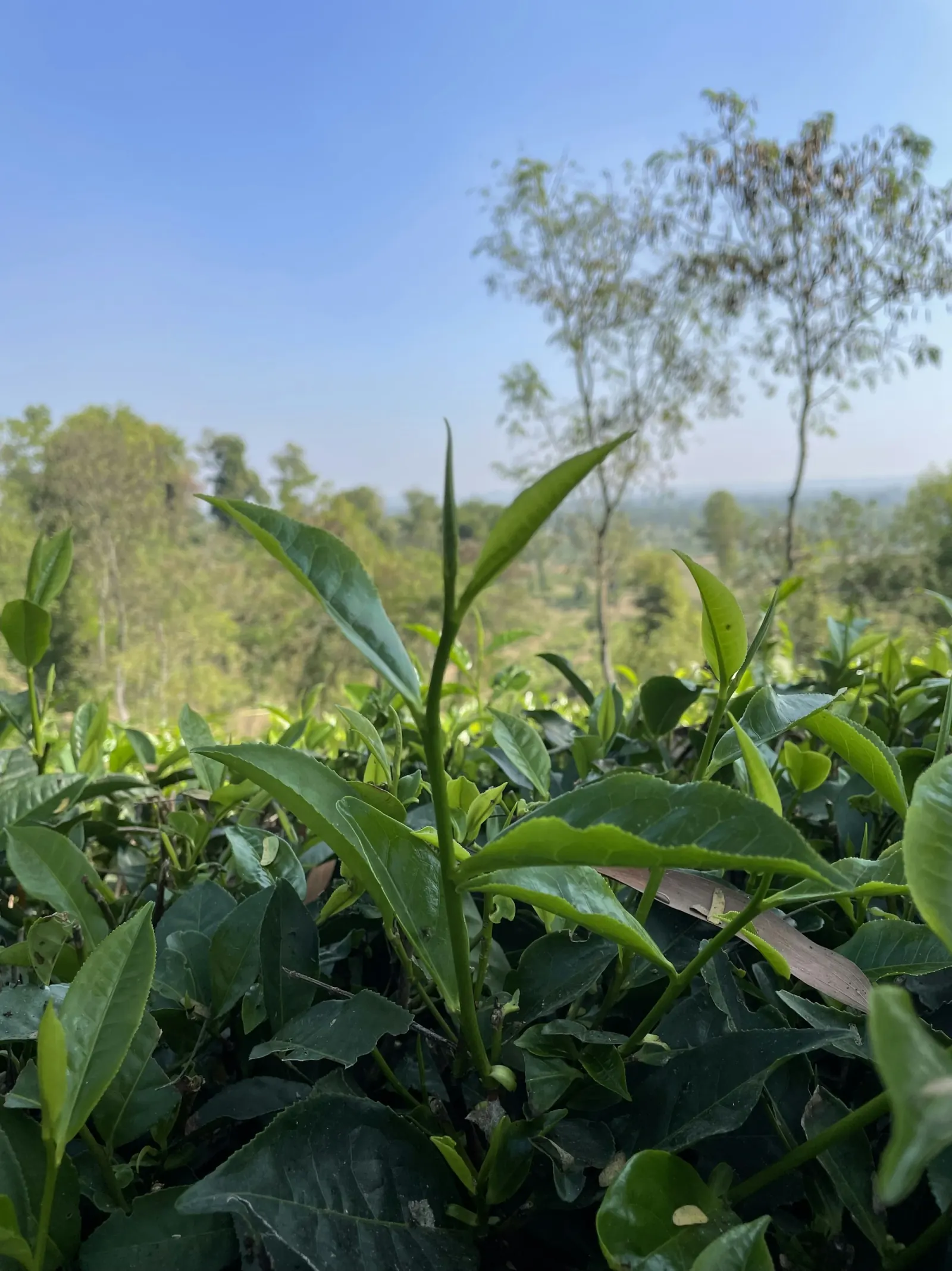 Rows of green tea plants at a Sreemangal tea estate during the Sreemangal Tea Country Tour