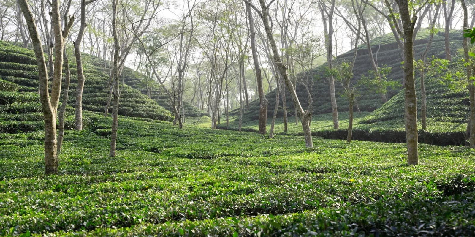 Sunlit green tea garden valley in Sylhet, Bangladesh during the Sreemangal Tea Country Tour